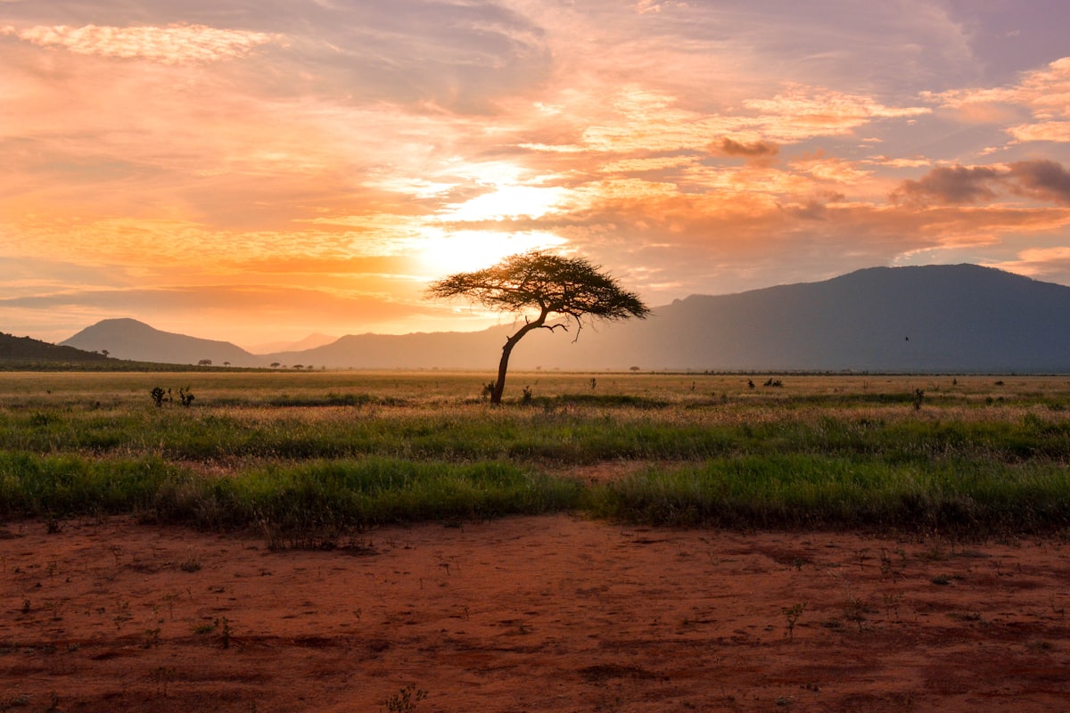 Acacia tree on the African savanna at dusk