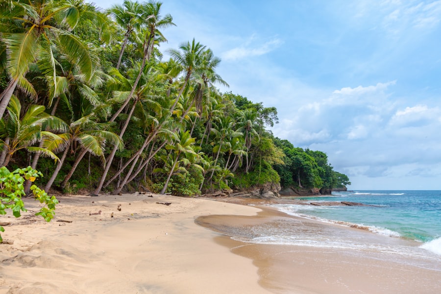 Caribbean shoreline with palm trees